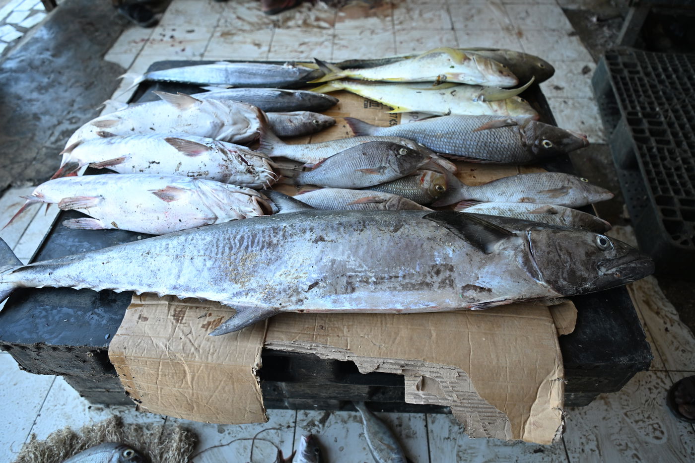 מסע מסוכן בסומליה