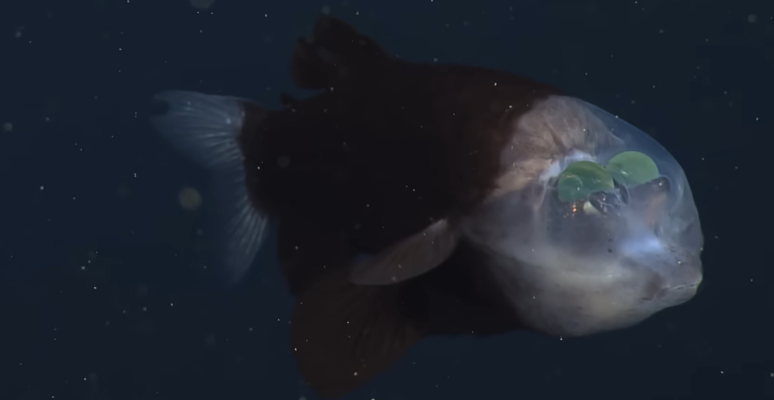 דג הבארלאיי הפסיפי