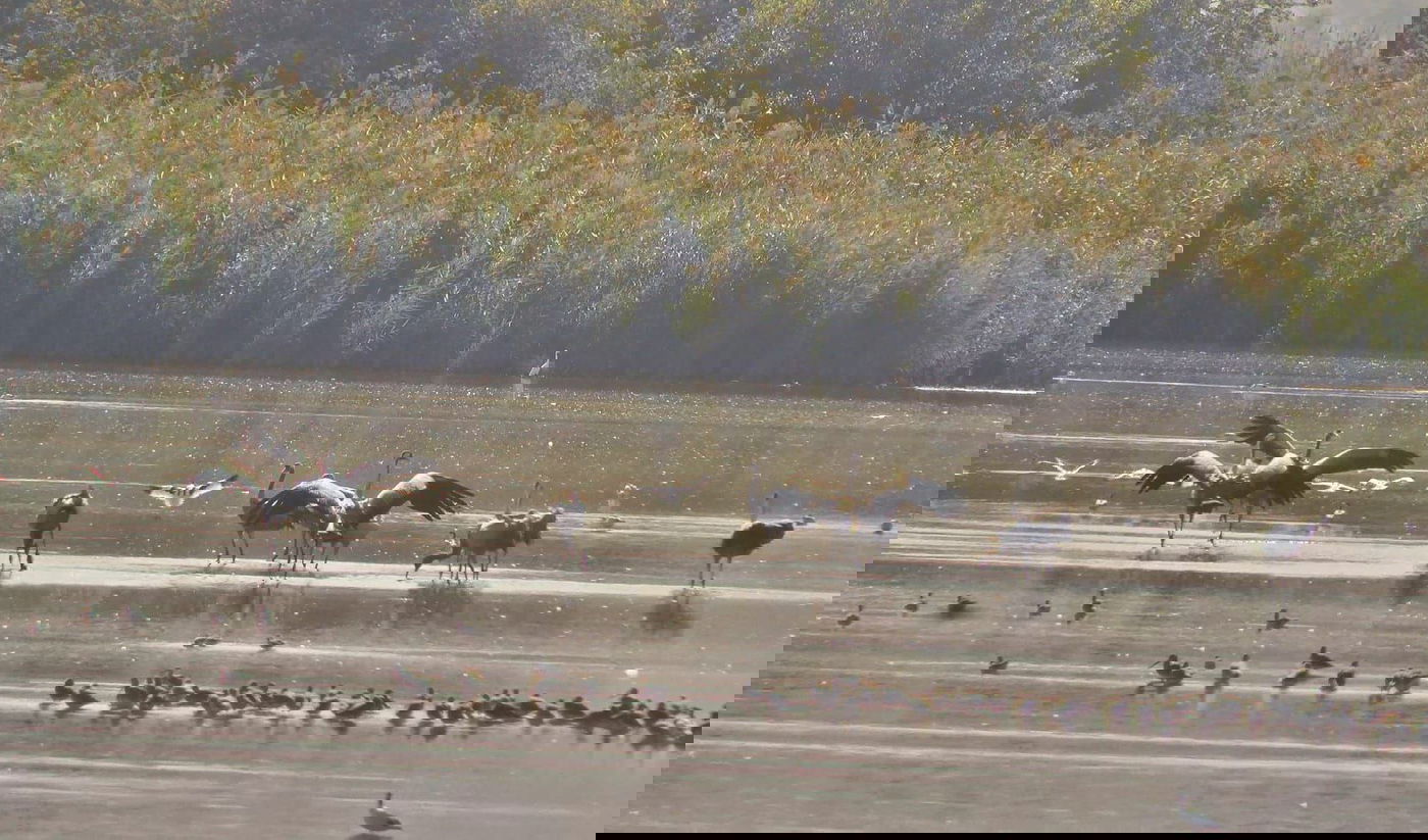 העגורים הראשונים באגמון החולה