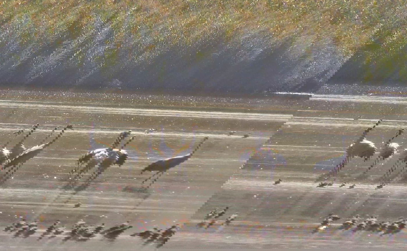 העגורים הראשונים באגמון החולה