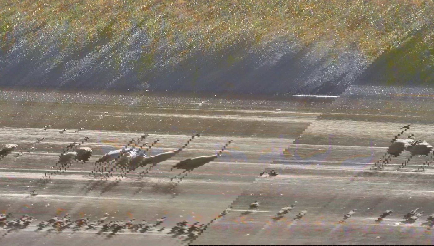 העגורים הראשונים באגמון החולה