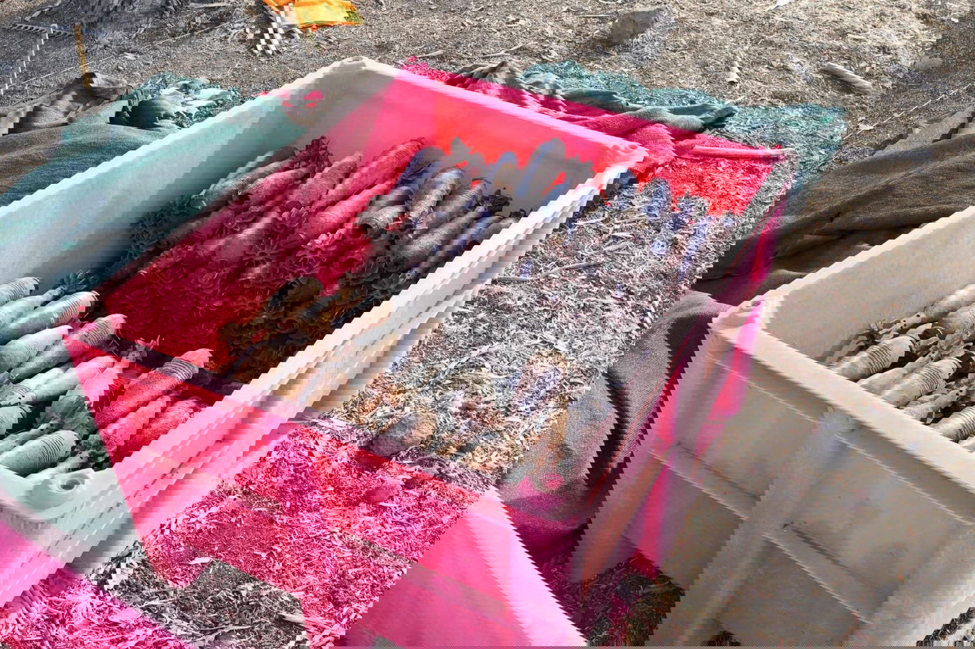 הכשרת המוצב הסורי