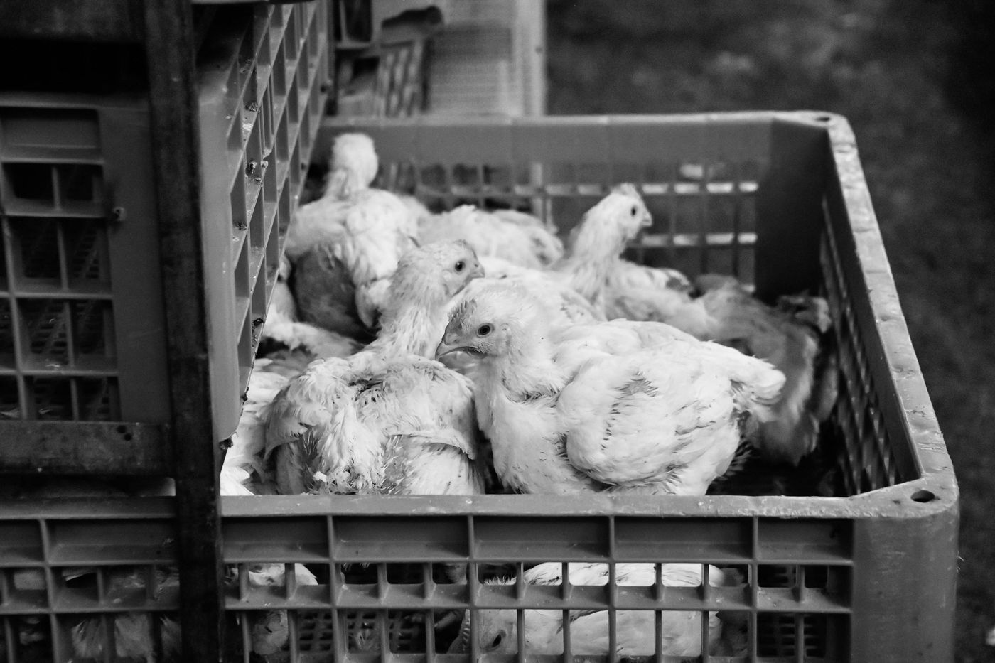 מנהג כפרות בבני ברק