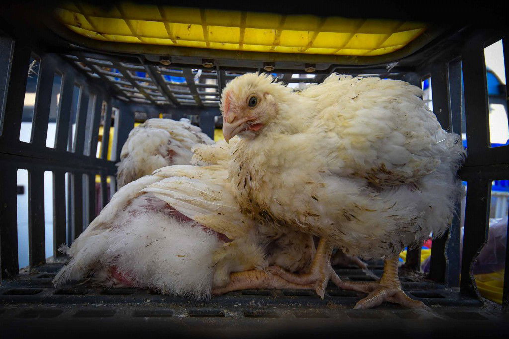 עשרת ימי תשובה בעמנואל