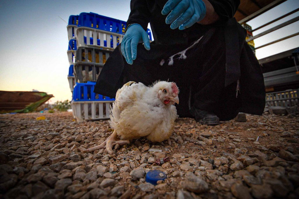 עשרת ימי תשובה בעמנואל
