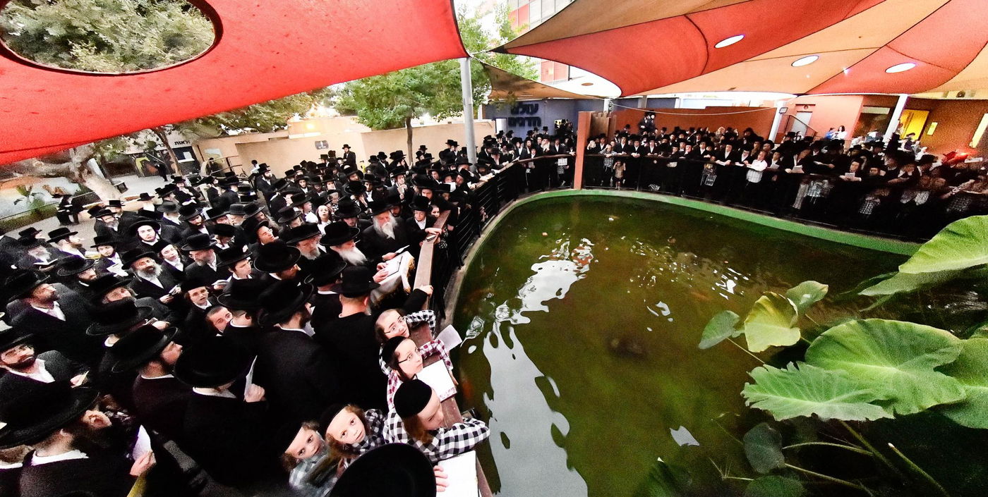 תשליך בחצה"ק נדבורנה