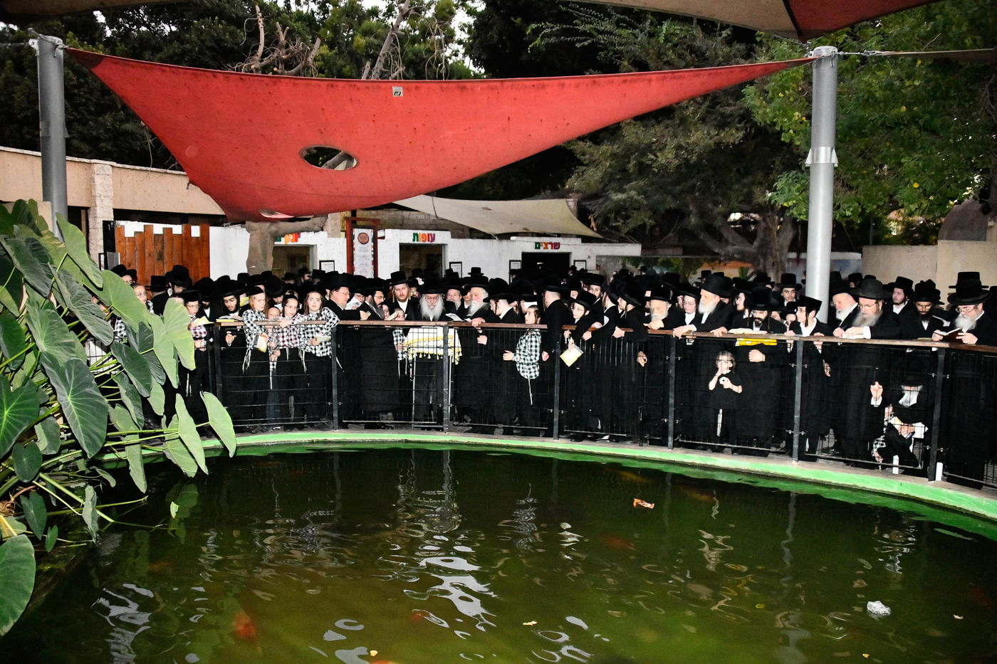 תשליך בחצה"ק נדבורנה