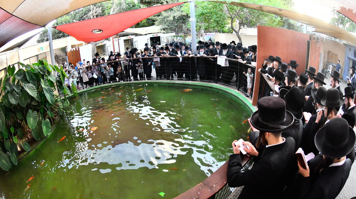 האדמו"ר ממודז'יץ במעמד תשליך