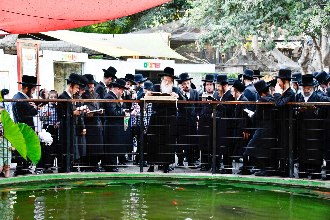 האדמו"ר ממודז'יץ במעמד תשליך