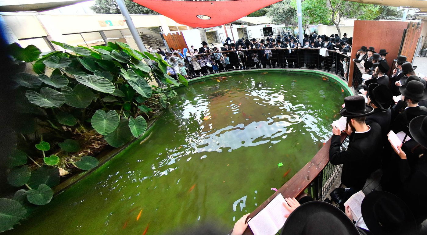 האדמו"ר ממודז'יץ במעמד תשליך