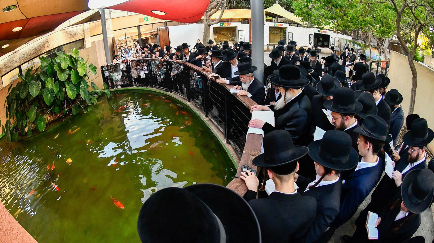 האדמו"ר ממודז'יץ במעמד תשליך