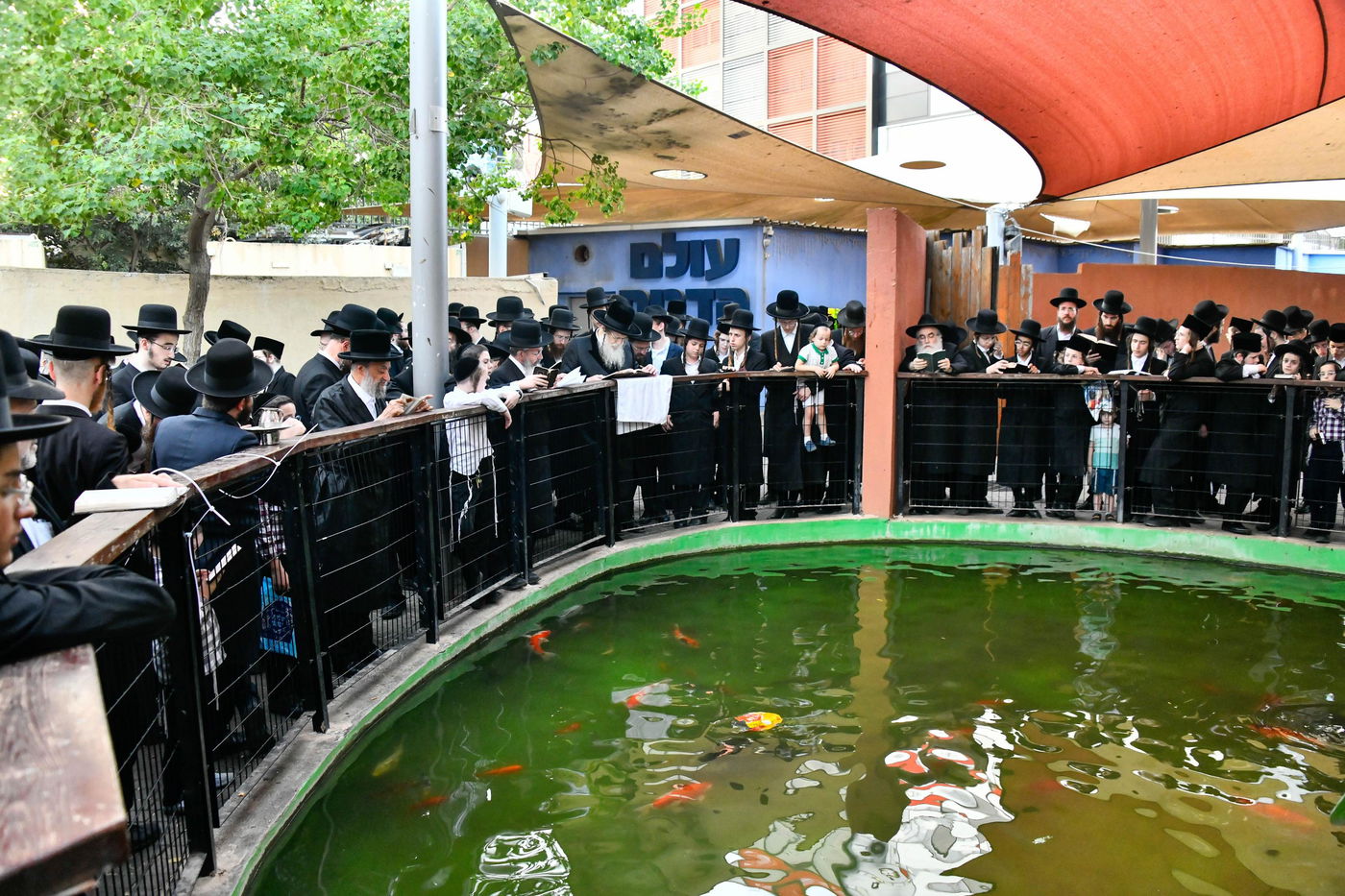 האדמו"ר ממודז'יץ במעמד תשליך