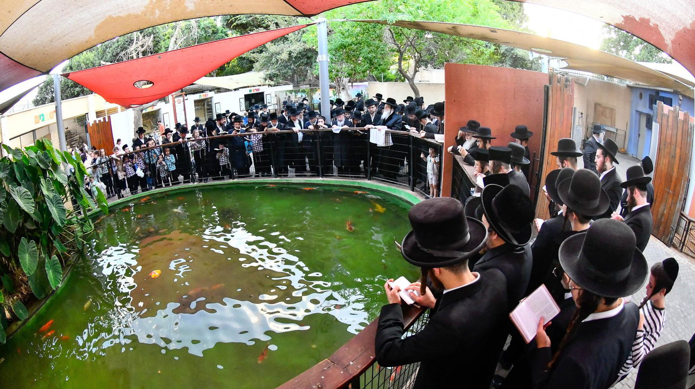 האדמו"ר ממודז'יץ במעמד תשליך