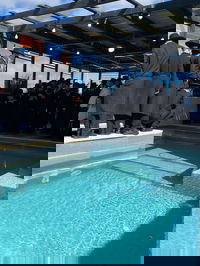 האדמו"ר מאמשינוב בתשליך