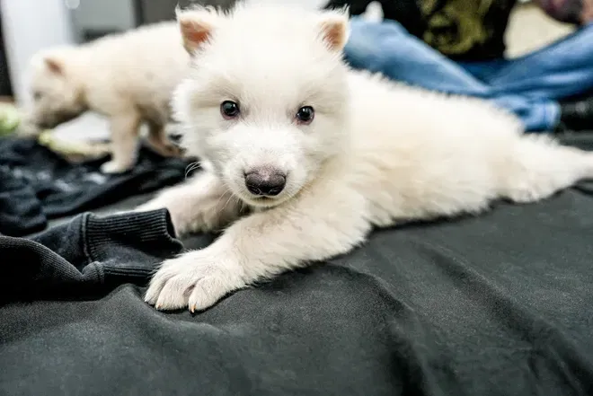 הגורים שבועות לאחר הלידה