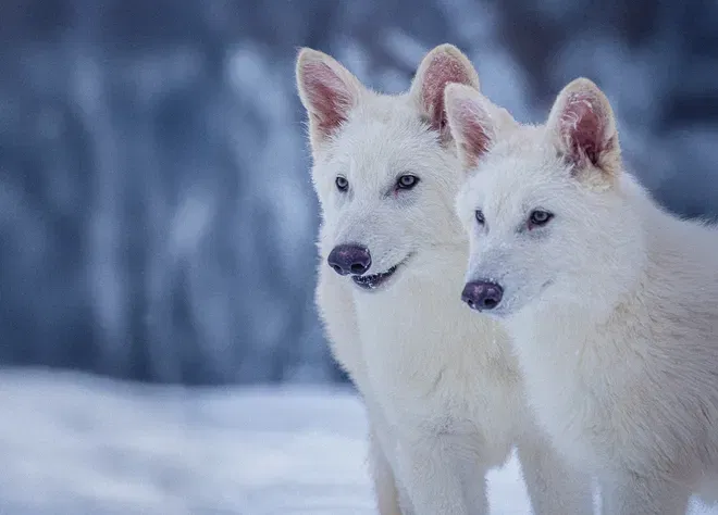 הזאבים לאחר שלושה חודשים מהלידה