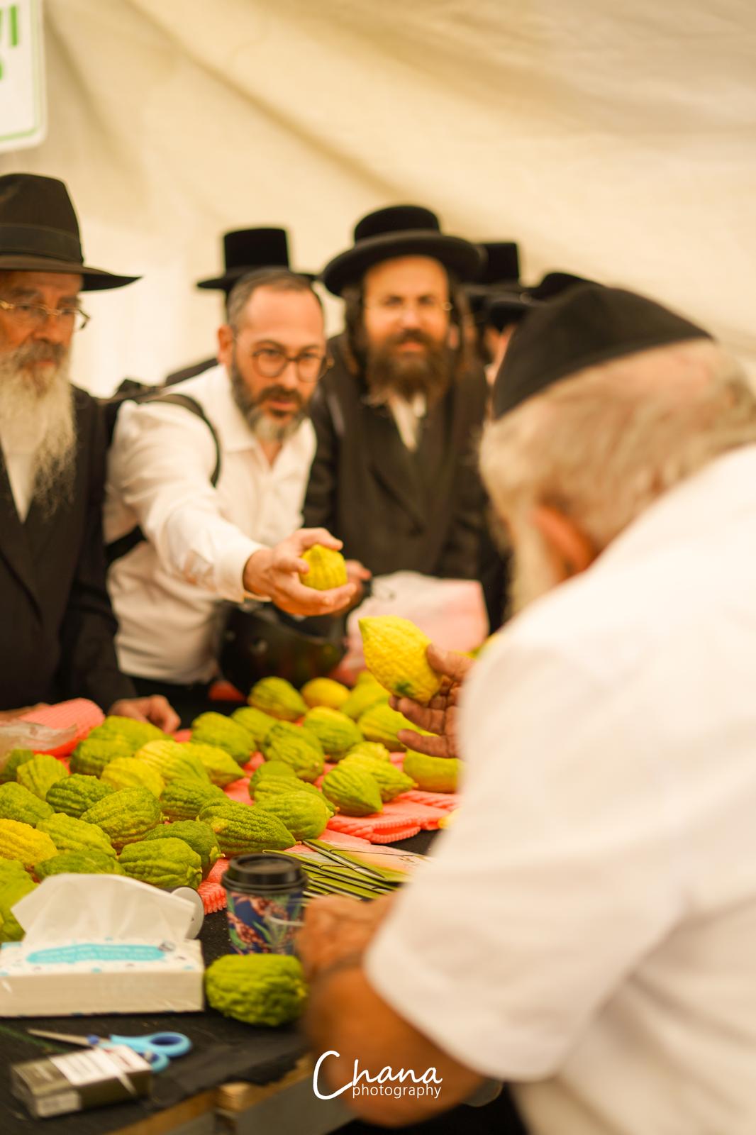 הירושלמים בשוק ארבעת המינים