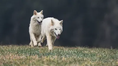 הזאבים רומולוס ורמוס