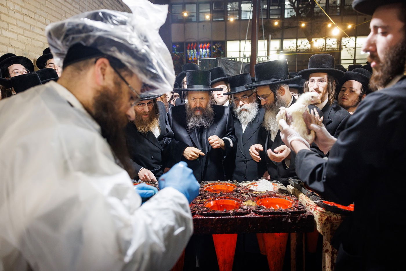האדמו"ר מבאבוב 45 בשחיטת הכפרות