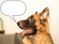 מדברים בשפה יחודית. כלבים