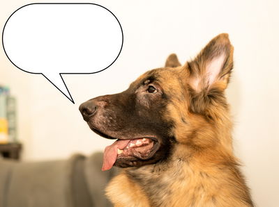 מדברים בשפה יחודית. כלבים