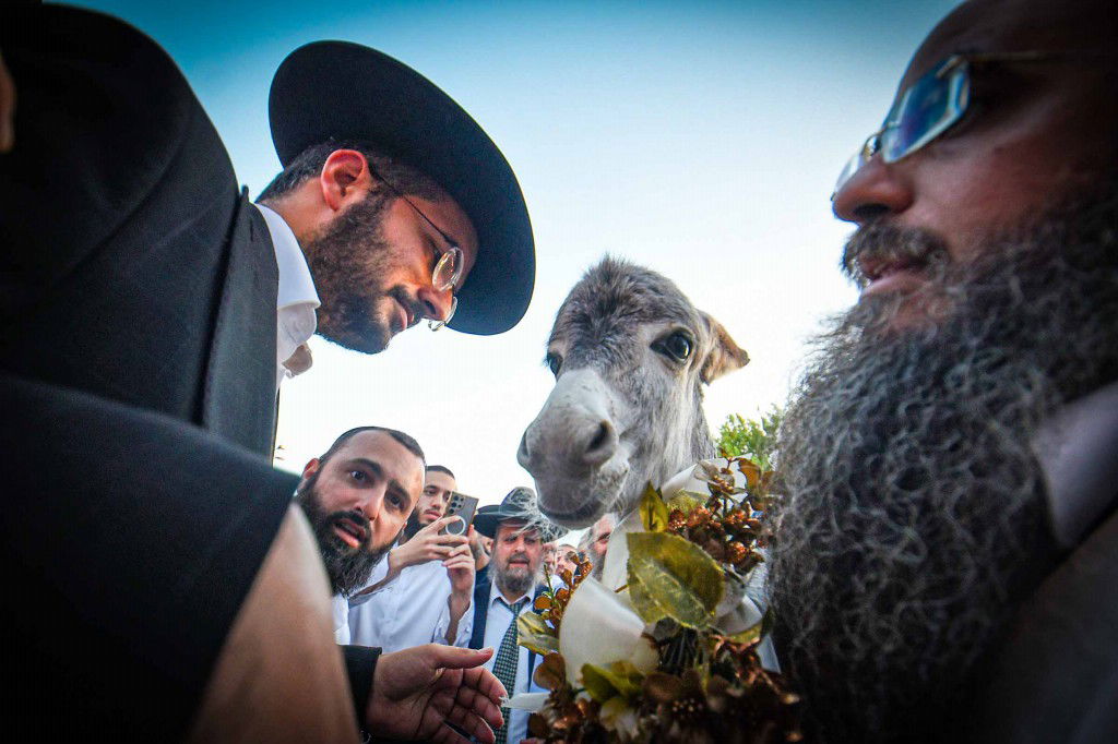 פדיון פטר חמור בעמנואל