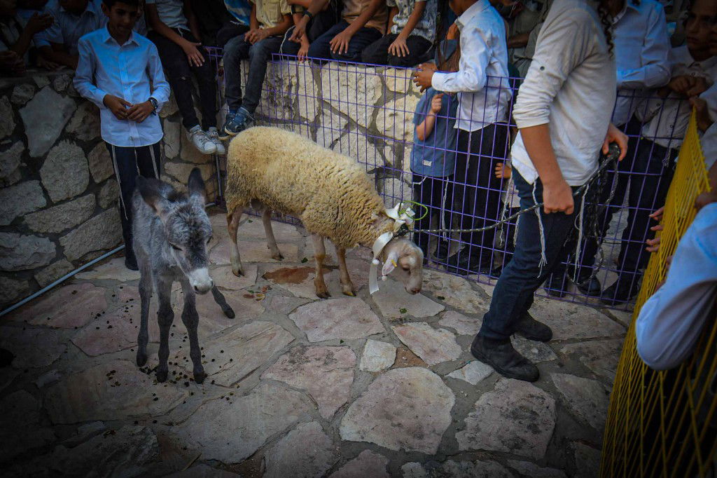 פדיון פטר חמור בעמנואל
