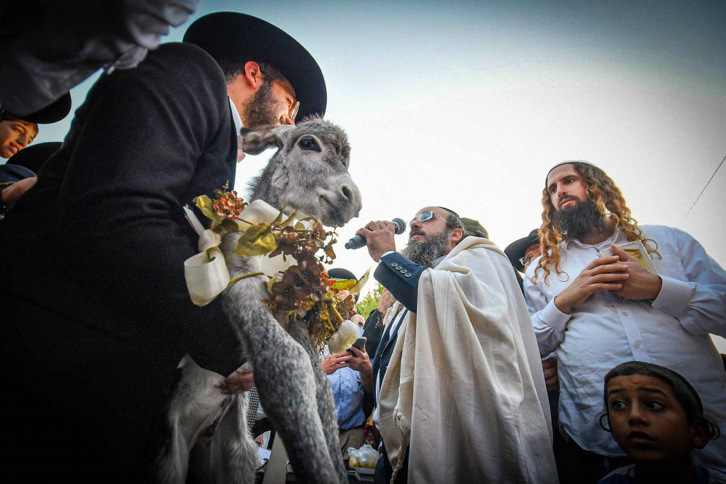 פדיון פטר חמור בעמנואל