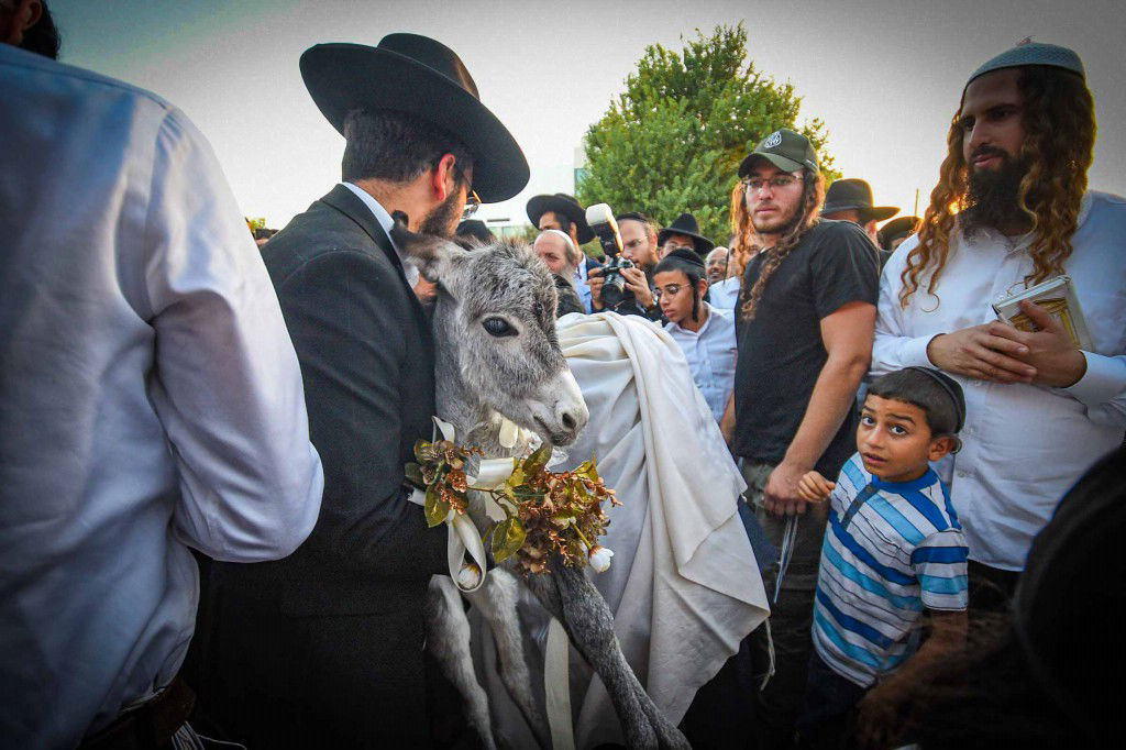 פדיון פטר חמור בעמנואל