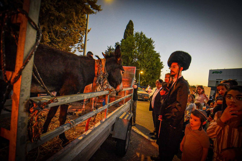 פדיון פטר חמור בעמנואל