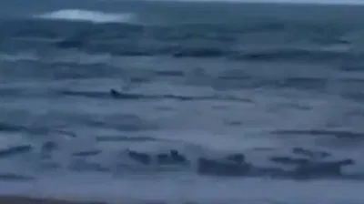 "לצאת מהמים מיד!": כריש נצפה בחוף נווה ים שבמועצה האזורית חוף הכרמל
