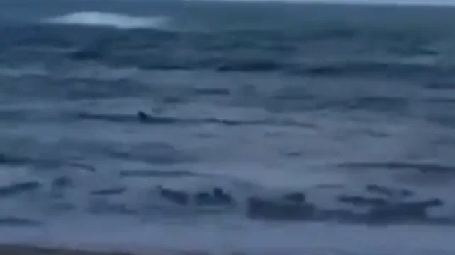 "לצאת מהמים מיד!": כריש נצפה בחוף נווה ים שבמועצה האזורית חוף הכרמל