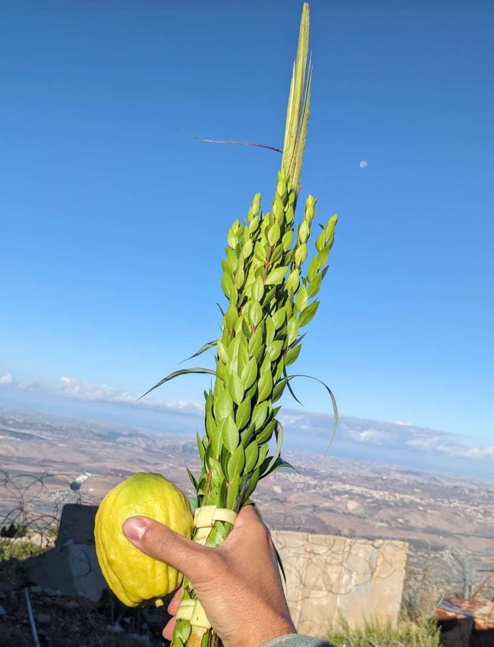 מנענעים לשלום החטופים: רבבות נוטלים ארבעת המינים | תיעוד ירוק
