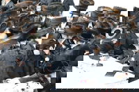 העריקים אצל האדמו"רים בחול המעוד סוכות תשפ"ו