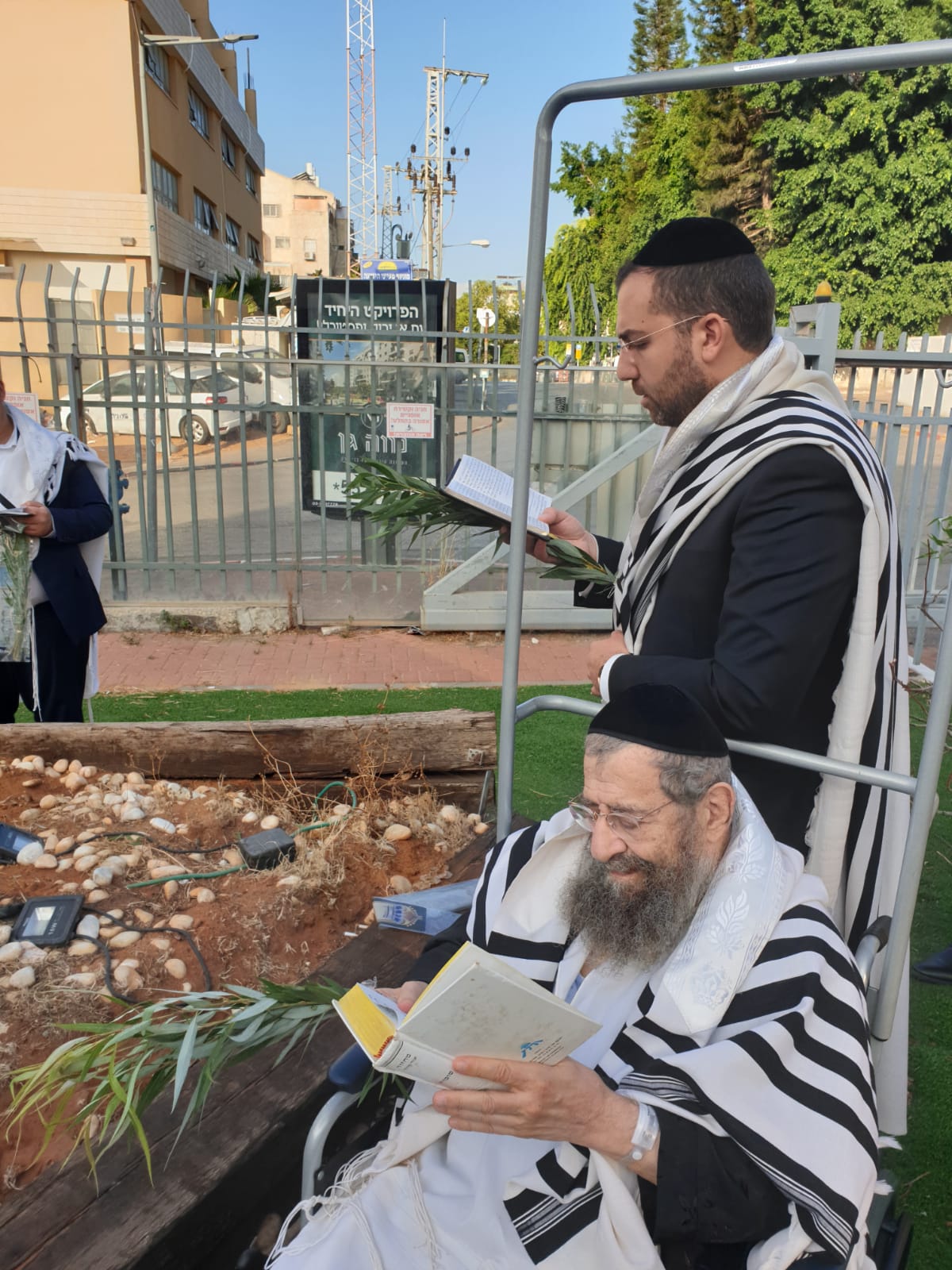 הגאון רבי מסעוד בן שמעון בחביטת הערבות בחצר בית החולים