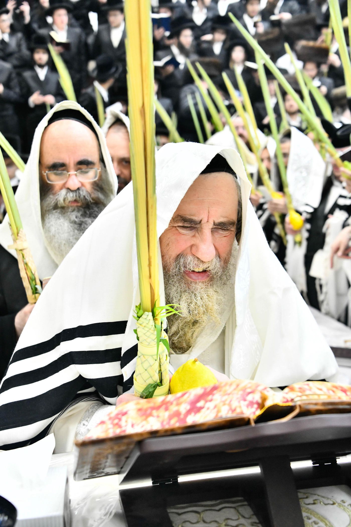 הושענא רבה בחצה"ק רחמסטריווקא