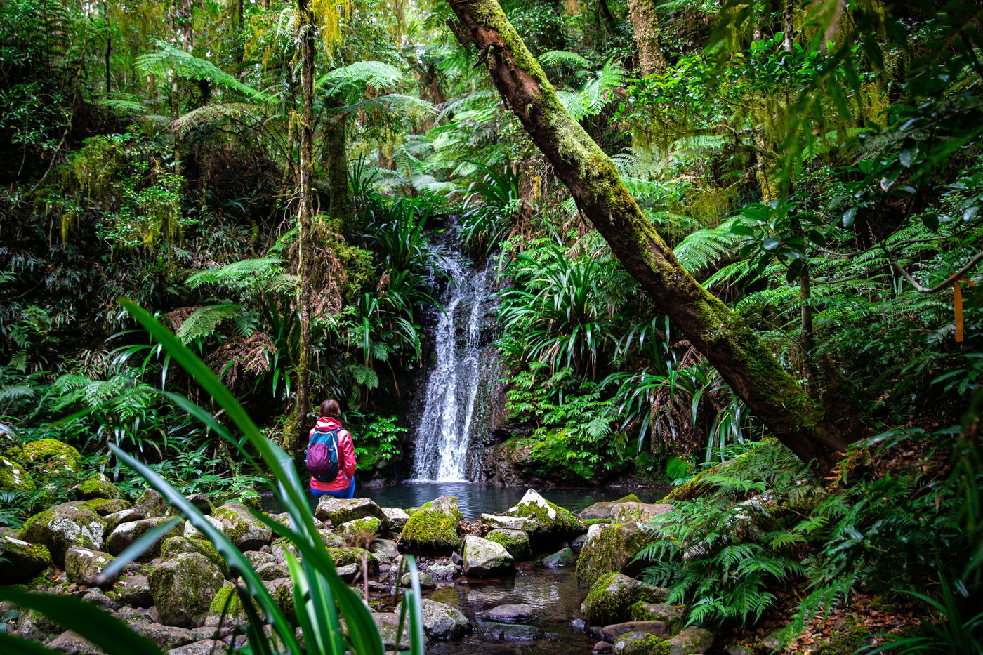 יערות הגשם האוסטרליים