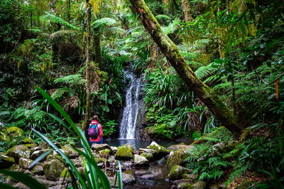 יערות הגשם האוסטרליים