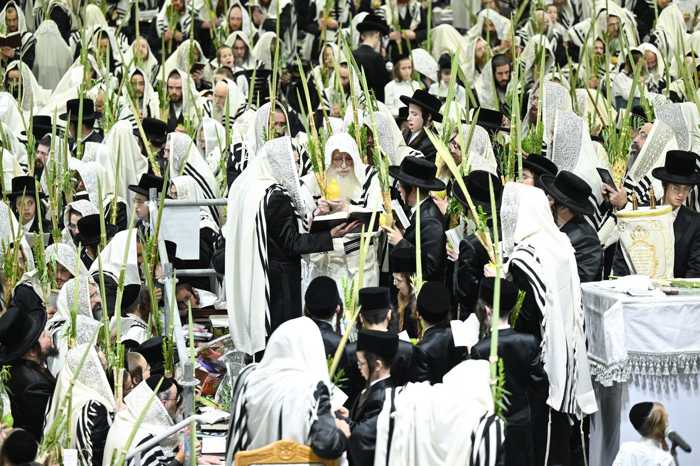 האדמו"ר מצאנז בעבודת הנענועים בהושענא רבה