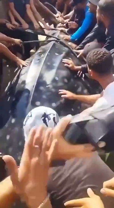 הכריש הלווייתני הענק שנראה מול חופי ישראל - ניצוד ברצועת עזה | תיעוד