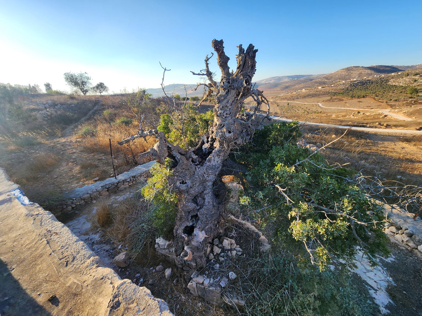 האלה העתיקה בחורבת אסתונא