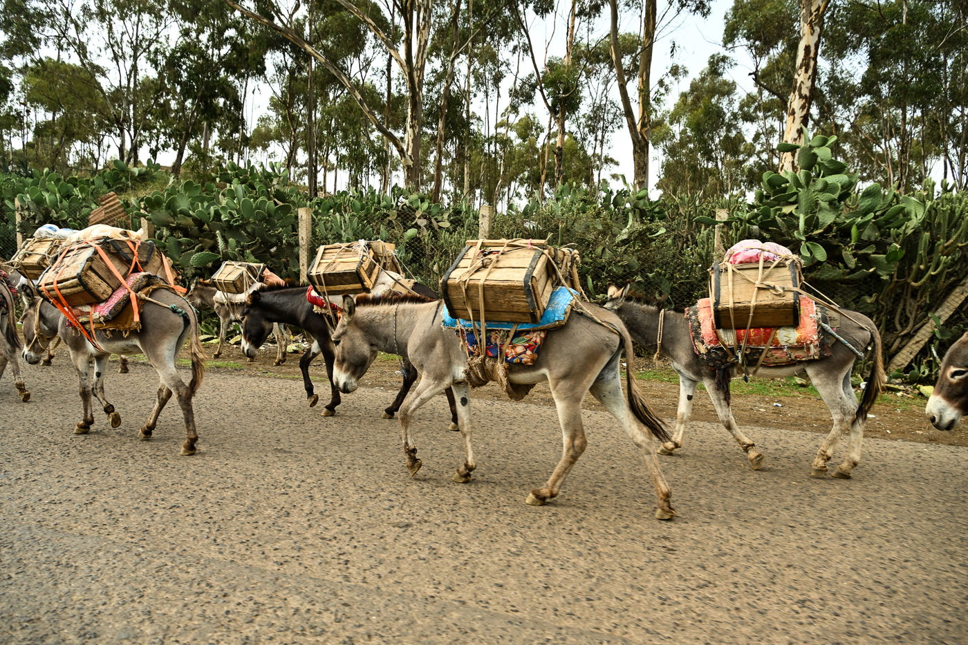 ביקור נדיר באריתריאה