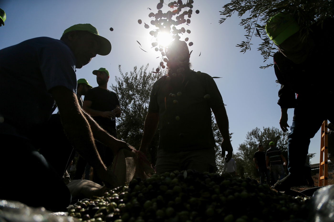 מסיק זיתים בבית לחם