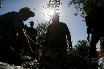 מסיק זיתים בבית לחם