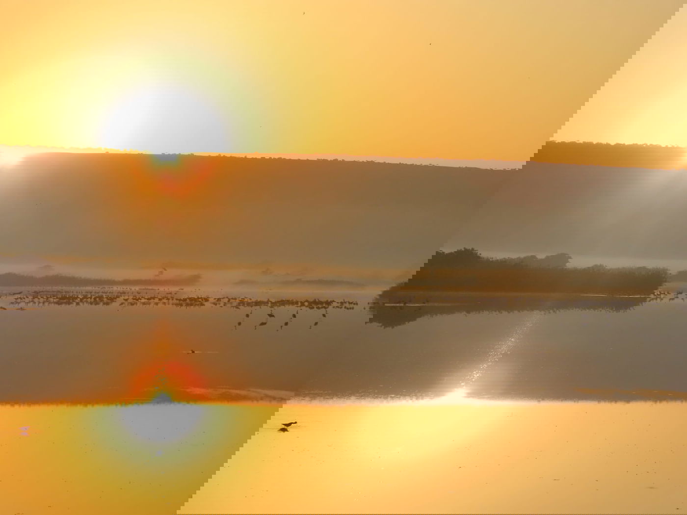 אגמון החולה