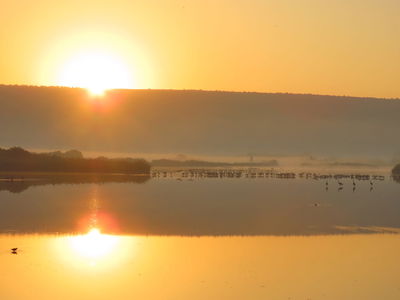 אגמון החולה