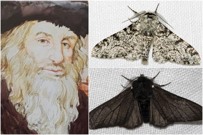 החתם סופר - משמאל | מימין: העש המפולפל בעל הגוף הלבן והעש המפולפל בעל הגוף השחור