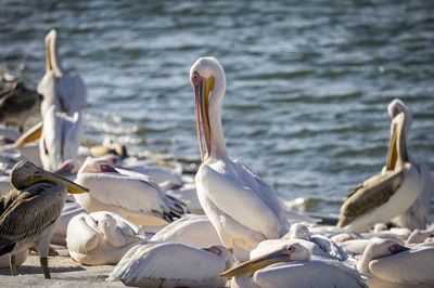 שקנאים בעמק חפר