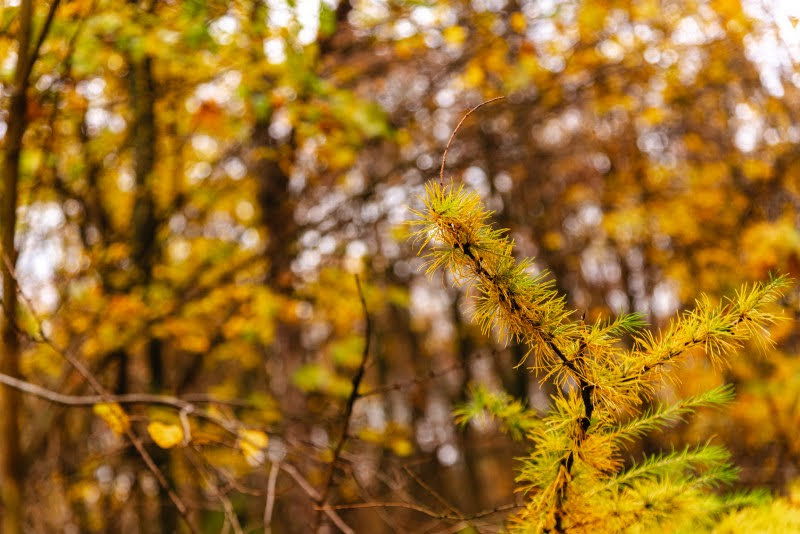 ה"סתיו הזהב" בפארק הרוסי הענק