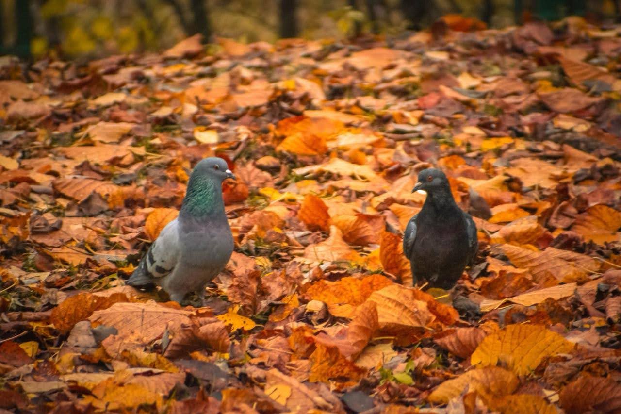 ה"סתיו הזהב" בפארק הרוסי הענק